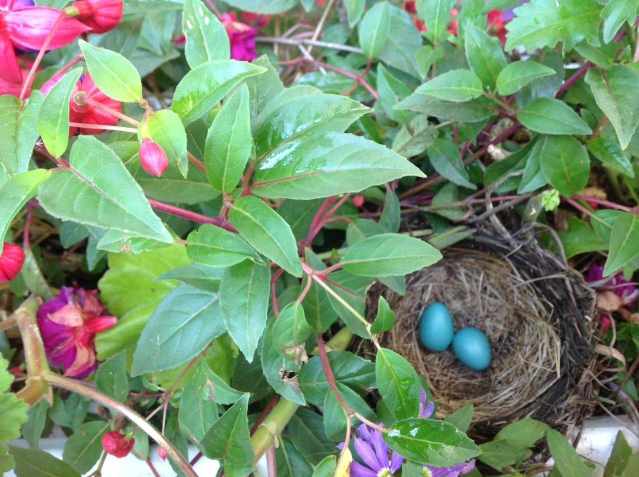 Robins Nest Bed & Breakfast โคดี ภายนอก รูปภาพ